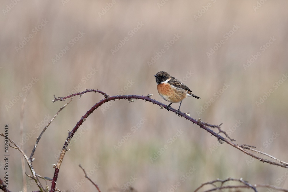 stonechat stonechat
