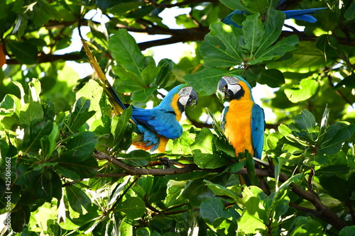 arara caninde