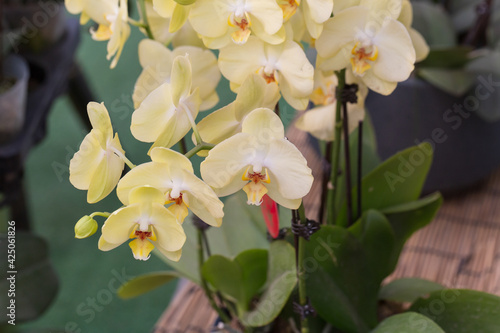 Colored Phalaenopsis and green leaves，Phalaenopsis aphrodite Rchb. F. photo