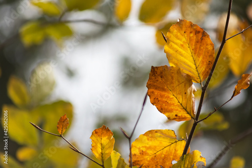 autumn beech leaves against the sky
