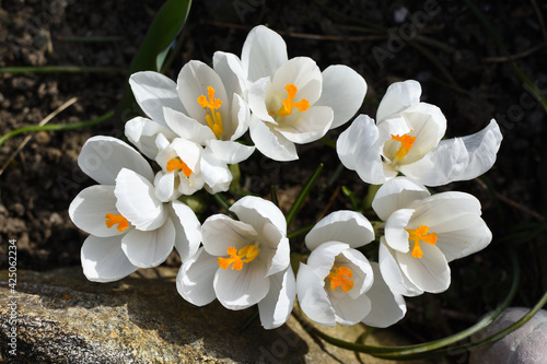 circle of white crocus flowers