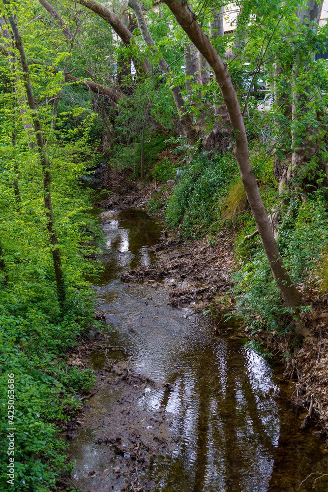 Obraz premium path in the woods