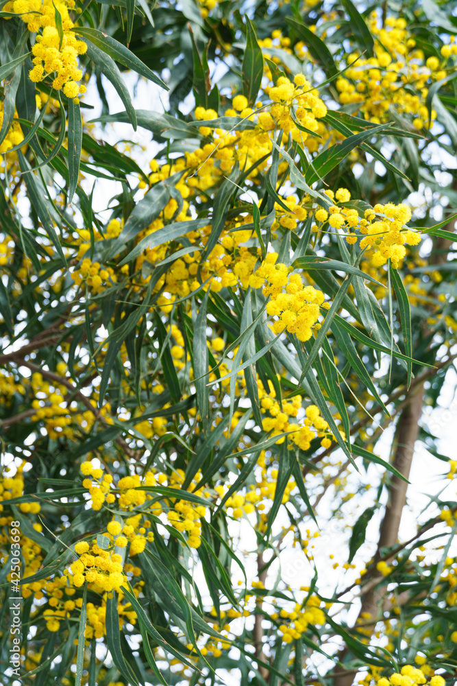 Fototapeta premium yellow leaves