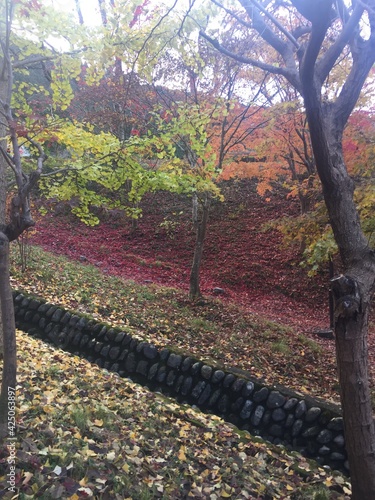 View of the colorful leaves