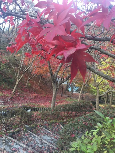 View of the colorful leaves
