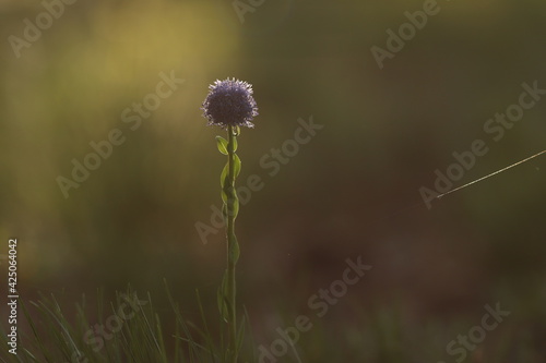 fiore viola con ragnatela al tramonto