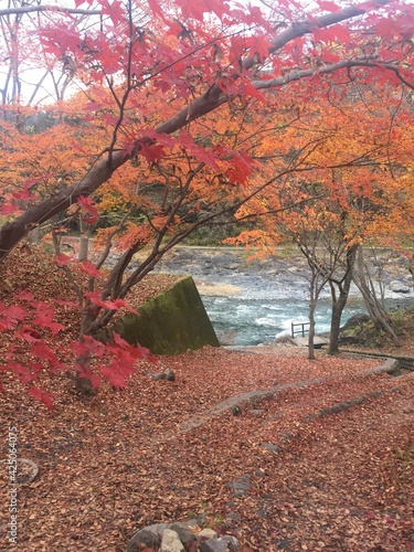 View of the colorful leaves