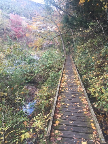 View of the colorful leaves