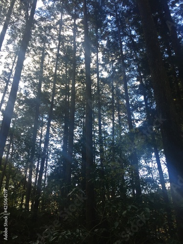 Light in the forest