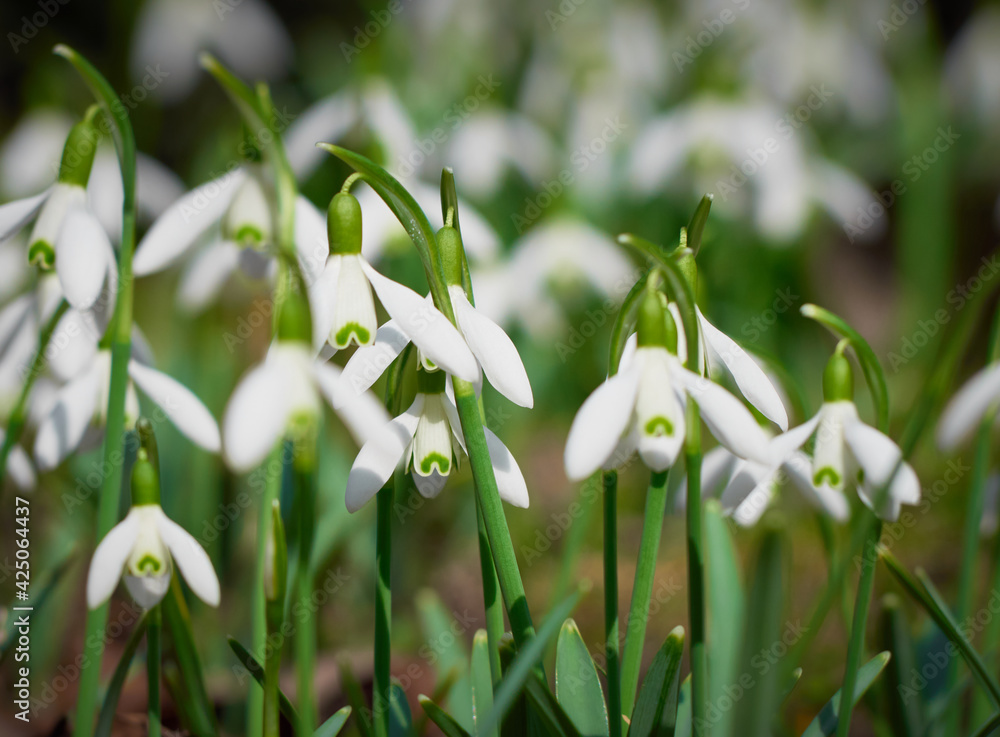 Blooming snowdrops in the springtime. Blooming snowdrops in the springtime.