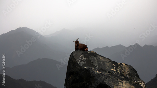 Goat in a Mountain