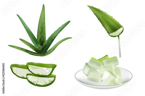 realistic set of aloevera