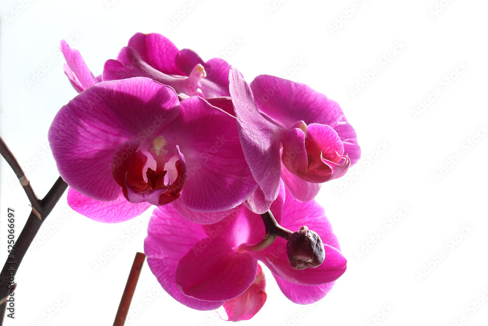 Obraz premium Close-up of pink orchid flower on a white background. Copy space