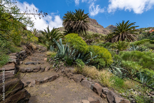 Masca Gorge footpath, Spain, Tenerife - Masca Gorge is a narrow valley in the north-west of the island of Tenerife. The gorge is situated within the Teno Massif. 