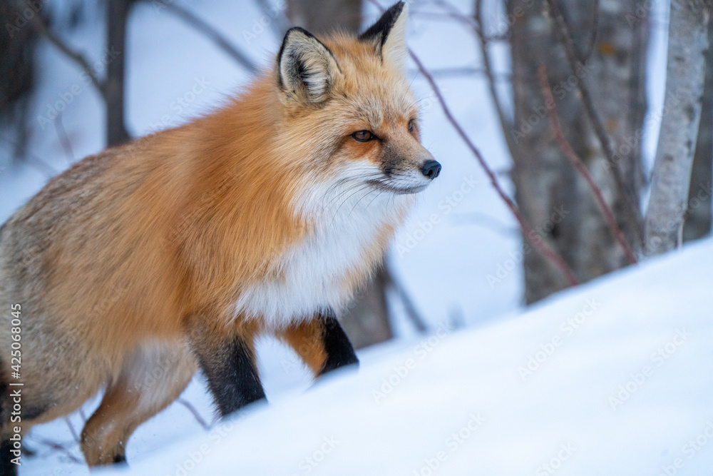 Fox Close Up Fox Close Up