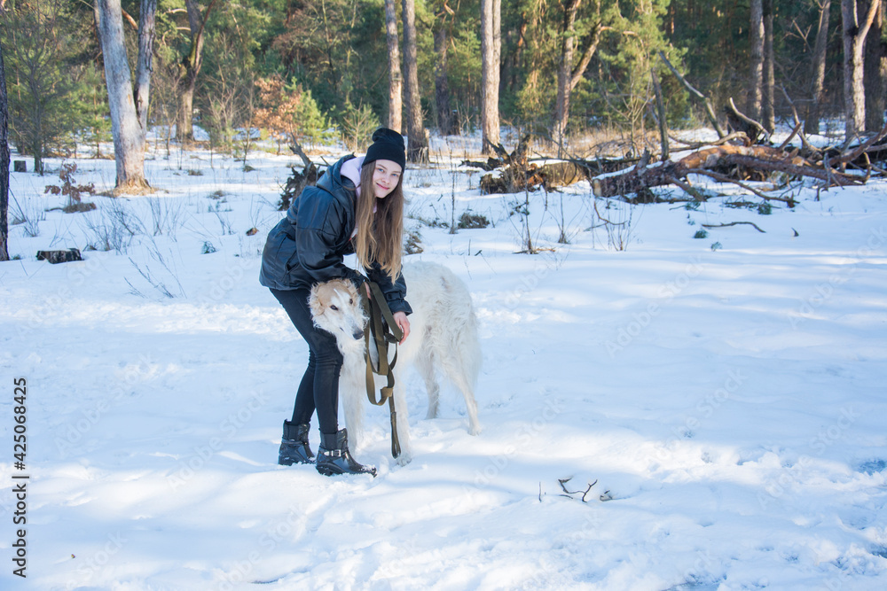In the winter forest on a bright sunny day, a girl hugs a Russian greyhound dog.