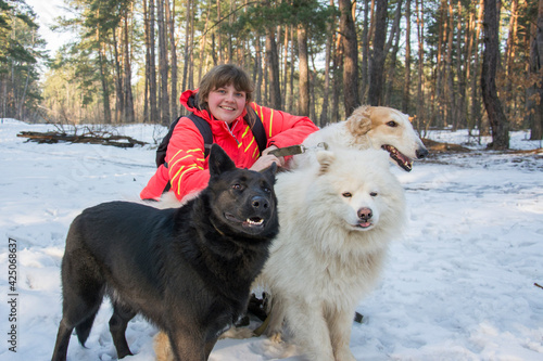 In the winter forest on a sunny day, a girl plays with three dogs Russian greyhound, samoyed, shepherd © tsomka