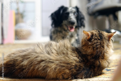 meeting of a dog and a cat