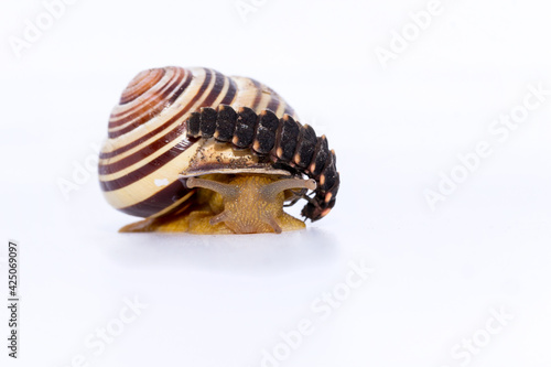 Schnecke mit Glühwürmchen Larve