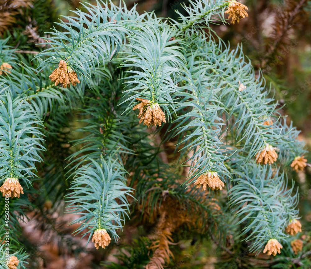 Close-up of branch flowering Chinese Fir Tree (Cunninghamia lanceolata 'Glauca') in spring Arboretum Park Southern Cultures in Sirius (Adler) Sochi. Nature concept for design . Close-up of branch flowering Chinese Fir Tree (Cunninghamia lanceolata 'Glauca') in spring Arboretum Park Southern Cultures in Sirius (Adler) Sochi. Nature concept for design .