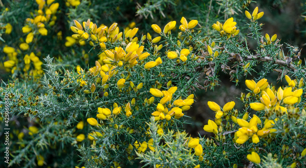 Yellow flowers Ulex europaeus, commonly known as Gorse, Furze or Whin. Flowering plant with spiky thorns in Arboretum Park Southern Cultures in Sirius (Adler). Nature wallpaper, copy space.