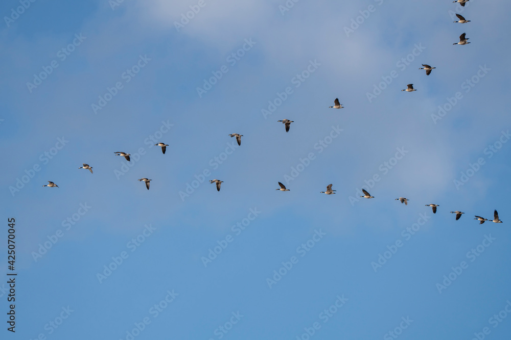 Canada Geese Winter Saskatchewan