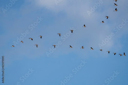 Canada Geese Winter Saskatchewan