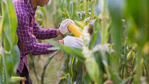 Corn cob in farmer hands while working on agricultural field, closeup