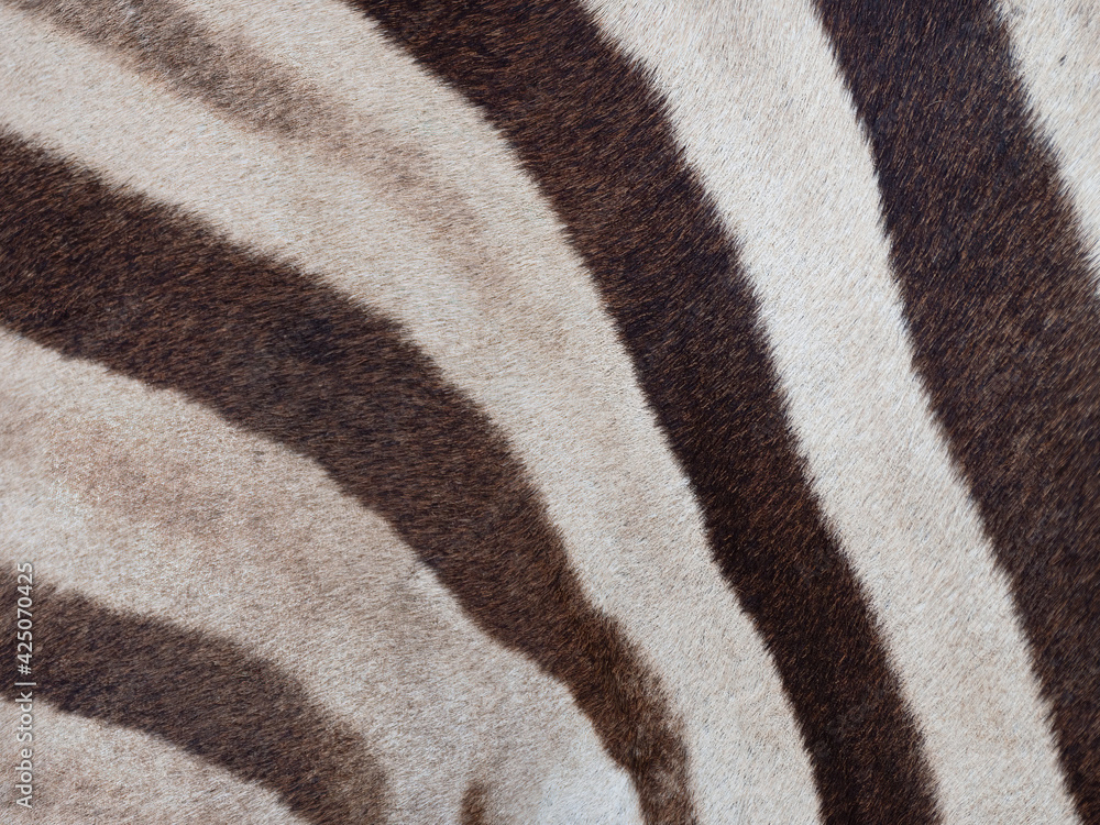 natural zebra skin pattern for background natural zebra skin pattern for background