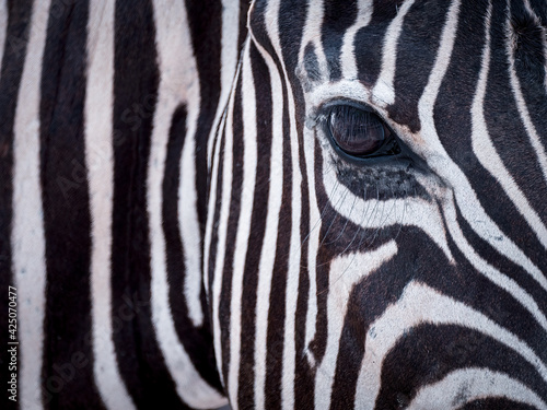 natural zebra skin pattern for background
