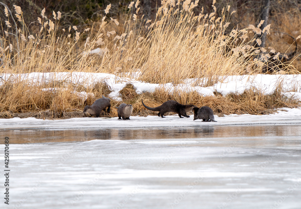 Naklejka premium River Otters Saskatchewan
