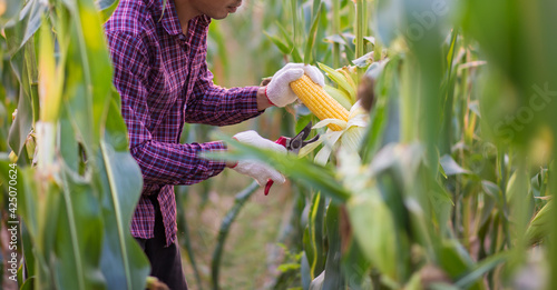 Corn cob in farmer hands while working on agricultural field, closeup