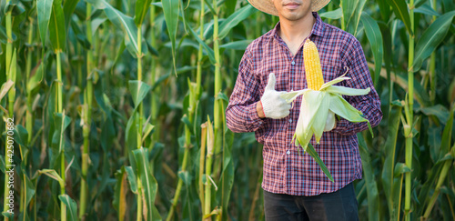 farmer man holding a fresh corn at organic farm with smile and happy.Agriculture or cultivation concept