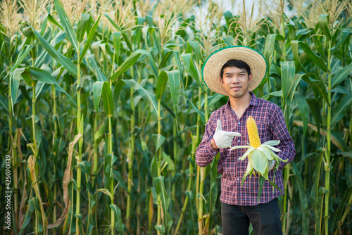 farmer man holding a fresh corn at organic farm with smile and happy.Agriculture or cultivation concept