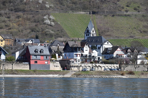 Rhein am Namedyer Werth im Frühling photo