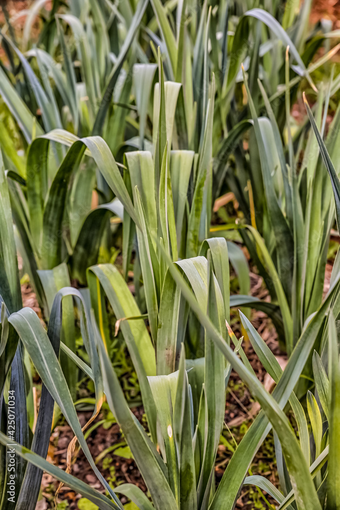 Obraz premium calcots