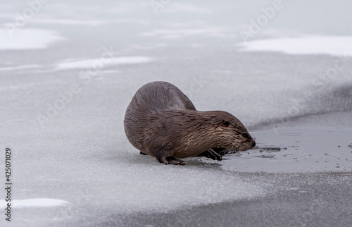 River Otters Saskatchewan