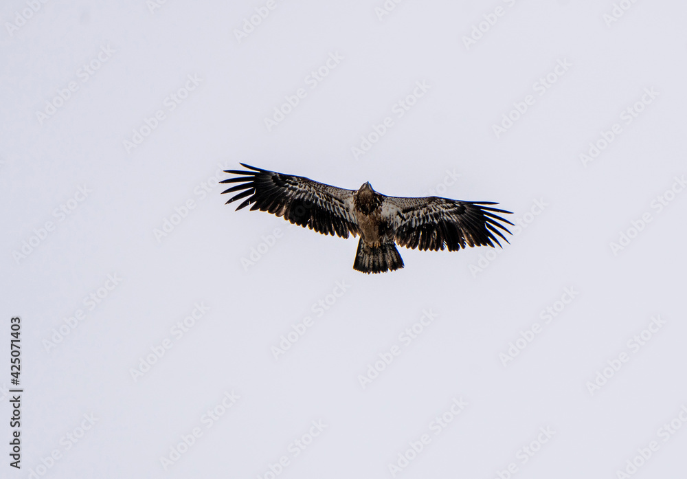 Obraz premium Bald Eagle Saskatchewan