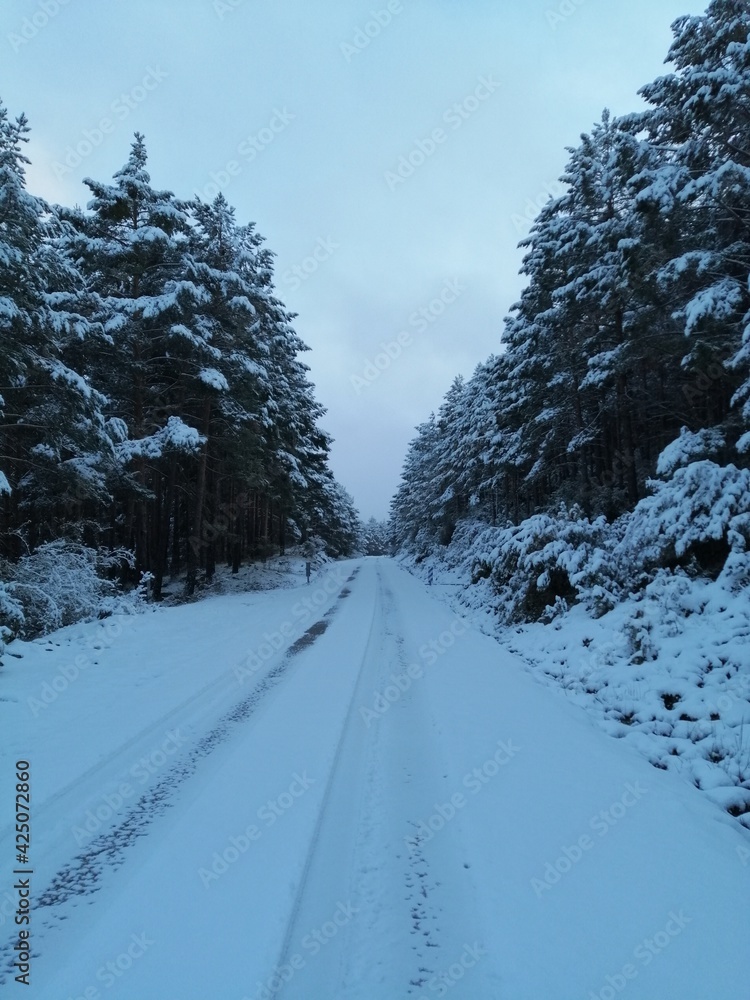 Obraz premium Camino bajo nieve.