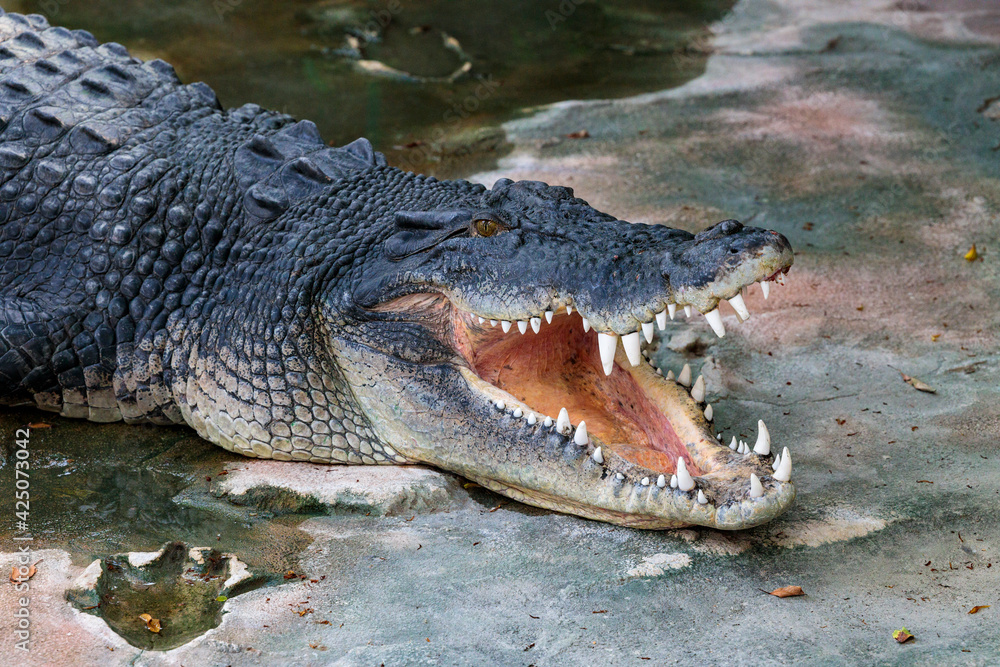 Fototapeta premium Krokodil
