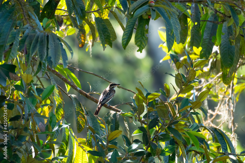 Obraz premium A Variegated Flycatcher (Empidonomus varius) perching in an opening in a tree surrounded by leaves. Gray bird in the forest. Bird in sunlight.
