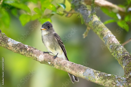 A Yellow-bellied Elaenia (Elaenia flavogaster) perching in a tree with a soft blurred background. Gray bird in forest. 
