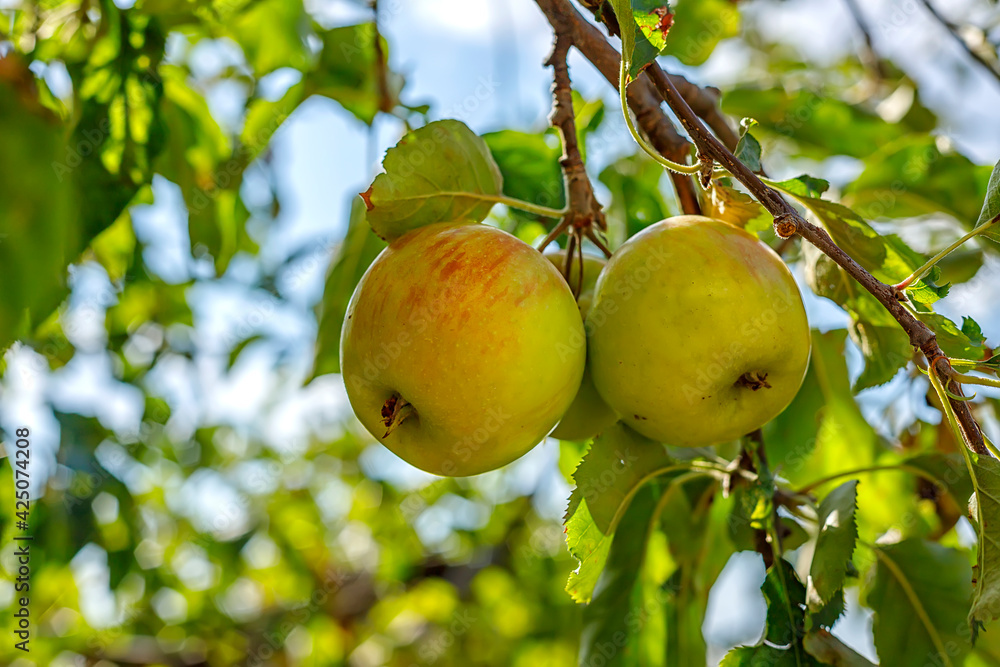 Ripe appetizing apples on an apple tree branch in the garden. Orchard with ripe apples on apple tree branches. Ripe appetizing apples on an apple tree branch in the garden. Orchard with ripe apples on apple tree branches.