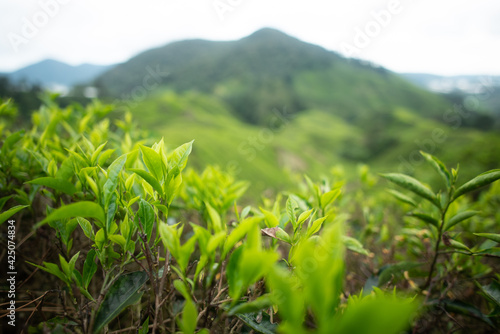 Tea plant at the Cameron Highlands in Malaysia
