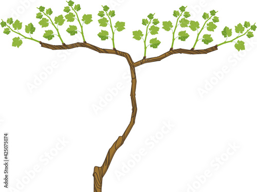 Grape vine plant with green leaves isolated on white background