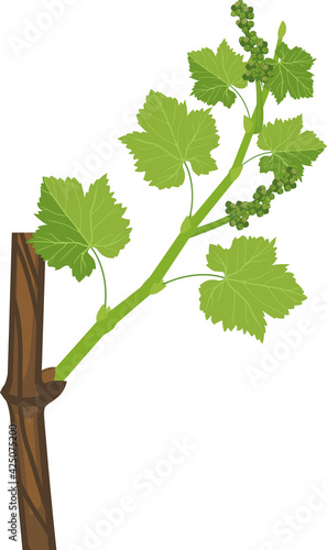 Young grapevine shoot with green leaves and flower buds isolated on white background