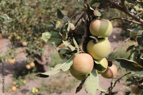 apples on tree