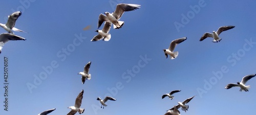 flock of seagulls © Mohit