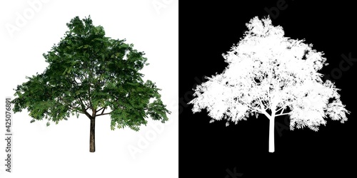 Front view of Plant (Aesculus glabra Ohio buckeye 1) Tree png with alpha channel to cutout made with 3D render 