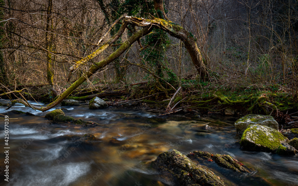 stream in the forest